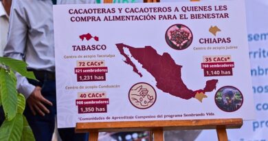 El gobierno de Claudia Sheinbaum fortalecerá la producción de cacao con Sembrando Vida, promoviendo su procesamiento y comercialización justa.