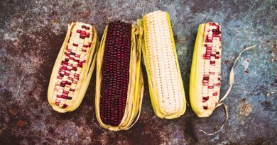 El Senado aprueba una reforma constitucional que busca salvaguardar las variedades autóctonas de maíz y la soberanía alimentaria del país.