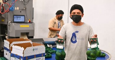 El Gobierno de Morelos propone un comité interinstitucional para llevar el aguacate de Ocuituco a EE.UU., respaldando productores y empacadoras locales.