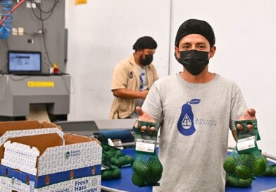 El Gobierno de Morelos propone un comité interinstitucional para llevar el aguacate de Ocuituco a EE.UU., respaldando productores y empacadoras locales.