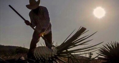 A partir del 25 de junio, 24 municipios de Morelos podrán producir y comercializar mezcal con denominación de origen, impulsando su economía y patrimonio cultural.