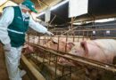 El Gobierno mexicano detuvo la entrada de carne porcina desde España tras confirmarse un brote de peste porcina, reforzando controles fronterizos y sanitarios.