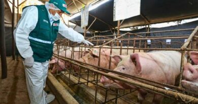 El Gobierno mexicano detuvo la entrada de carne porcina desde España tras confirmarse un brote de peste porcina, reforzando controles fronterizos y sanitarios.