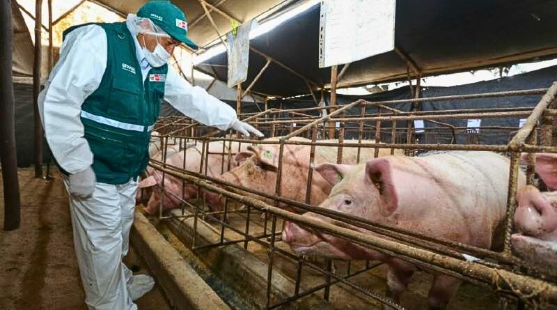 El Gobierno mexicano detuvo la entrada de carne porcina desde España tras confirmarse un brote de peste porcina, reforzando controles fronterizos y sanitarios.